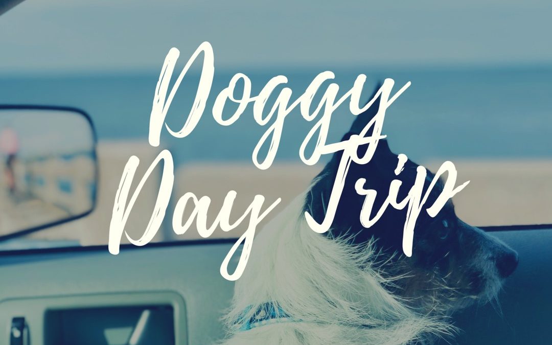 Top 3 hangout spots for your furry friends on Anna Maria Island?
