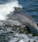 Dolphin Dream Charters