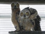 Wildlife Education & Rehabilitation